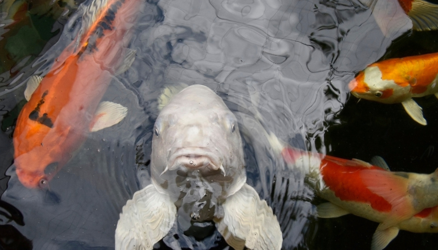 Installation de bassin aquaponique : à qui faire confiance au Mans ?